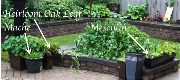 Lettuce Soup Collage 1