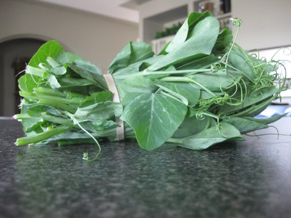 June 30 2009 Spicy Tomato Soup Thermomix 003