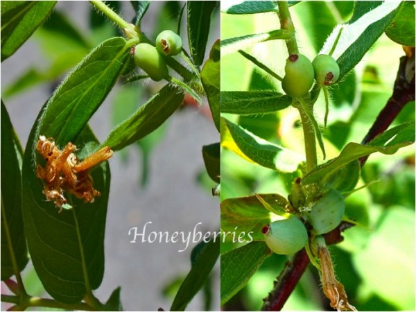 June-5-2011-Collage-17