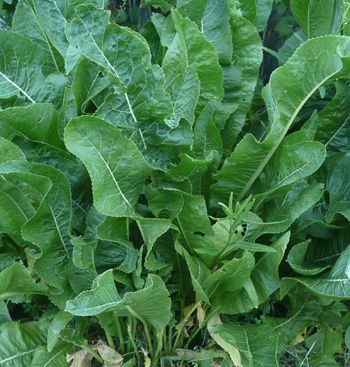 horseradish-leaf