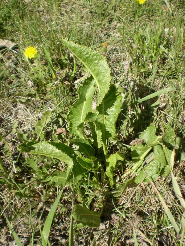 hulberts_horseradish