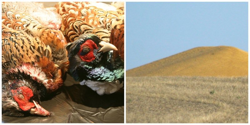 Sarah Galvin Harvest