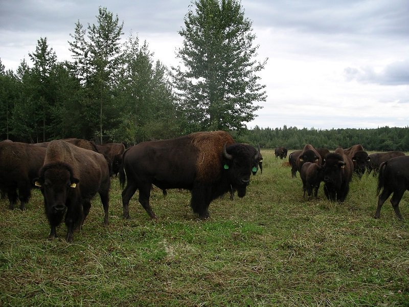 The Canadian Food Experience Project: Round Up Eleven