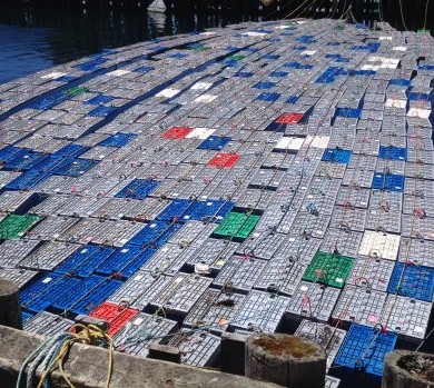 Cape Breton Lobster Fishermen in Dire Straits