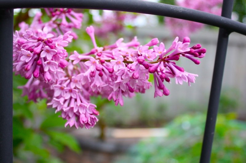 1c Spring Garden zone 3 2013