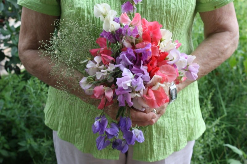 5 Helen McKinney and Sweetpeas