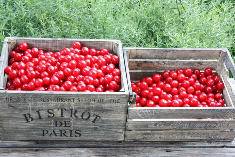 Evans Cherries Zone 3 Garden