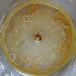 16 Pear Upside Down Gingerbread Cake